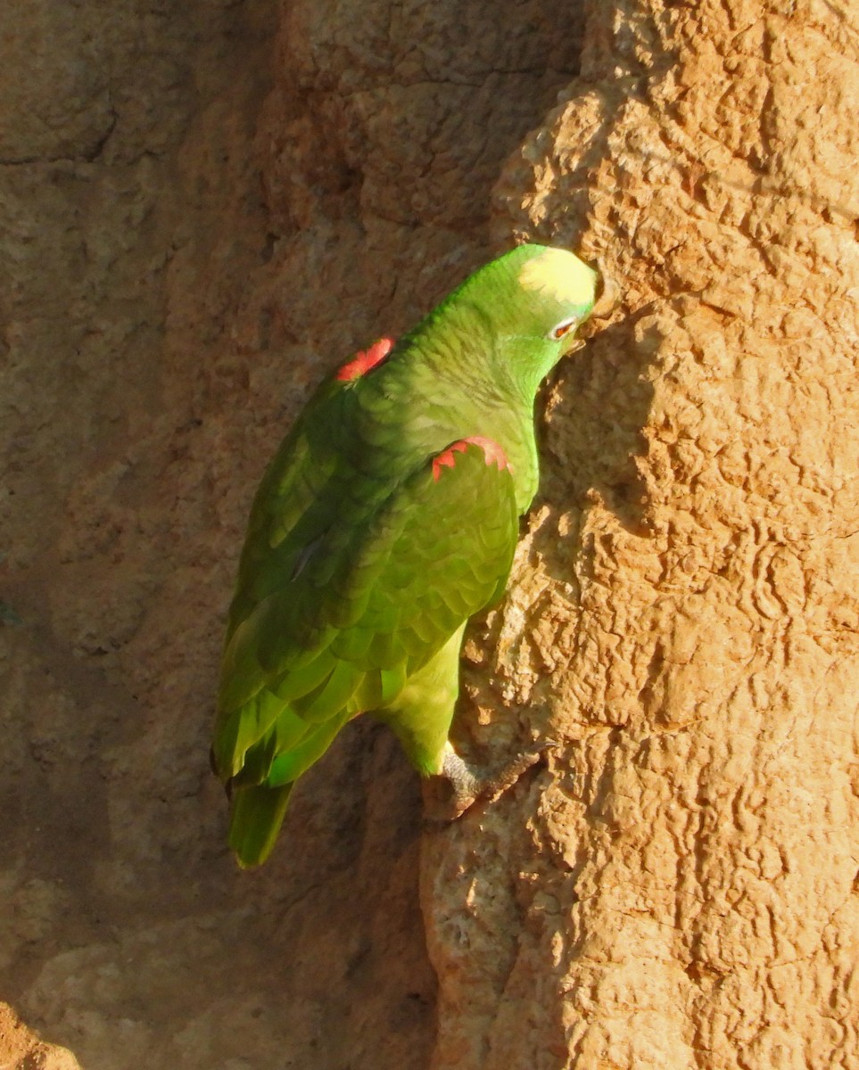 Yellow-crowned Amazon - ML644898563
