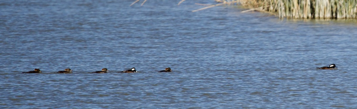 Hooded Merganser - ML644898574