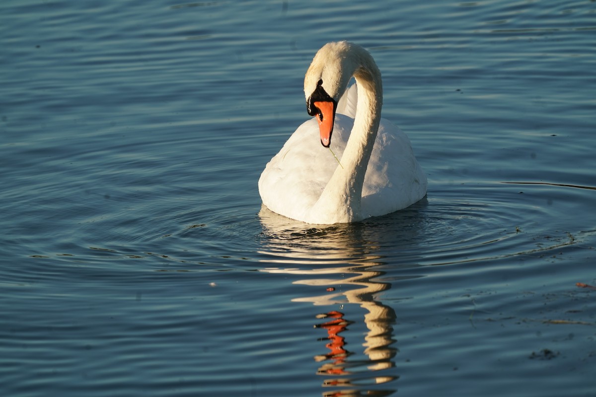Mute Swan - ML644898610