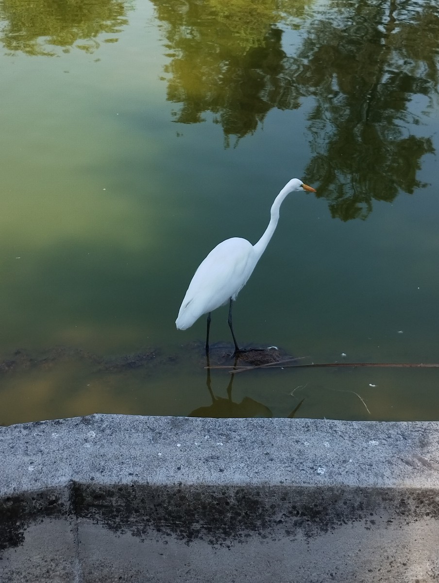 Garceta Grande (americana) - ML644898616