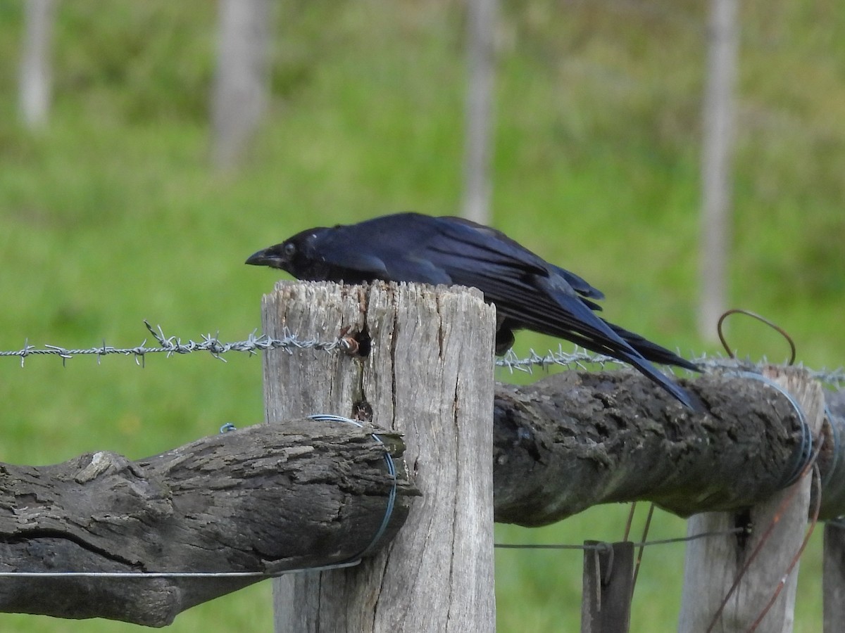 ミナミコワタリガラス - ML644898632