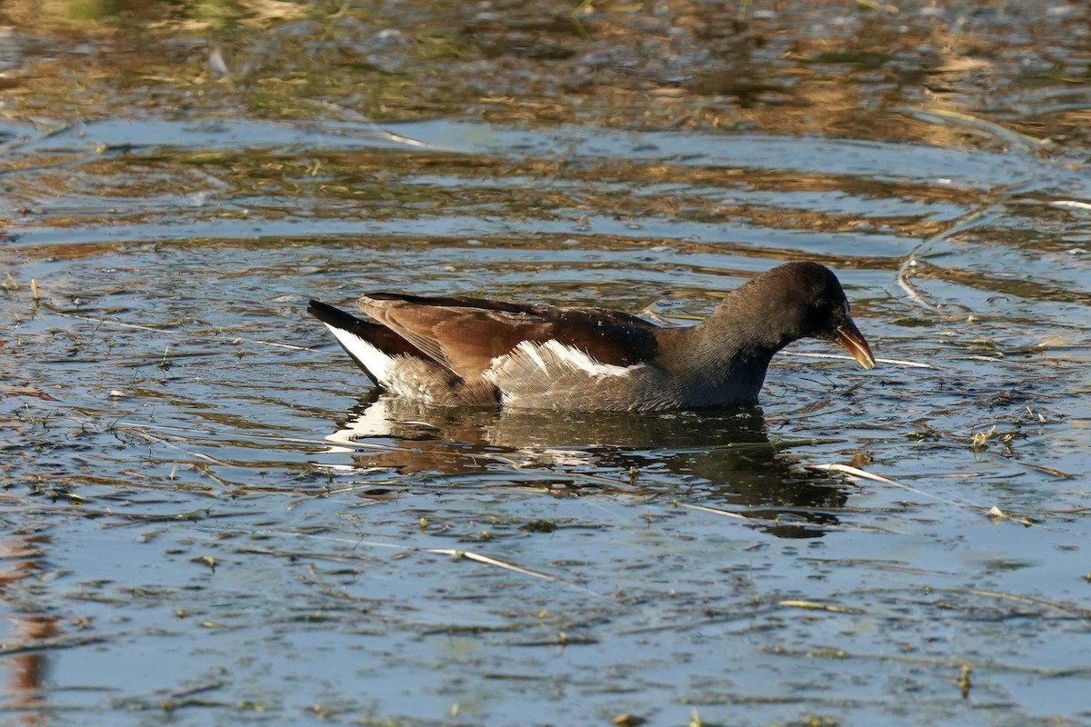 Amerika Sutavuğu - ML644898640