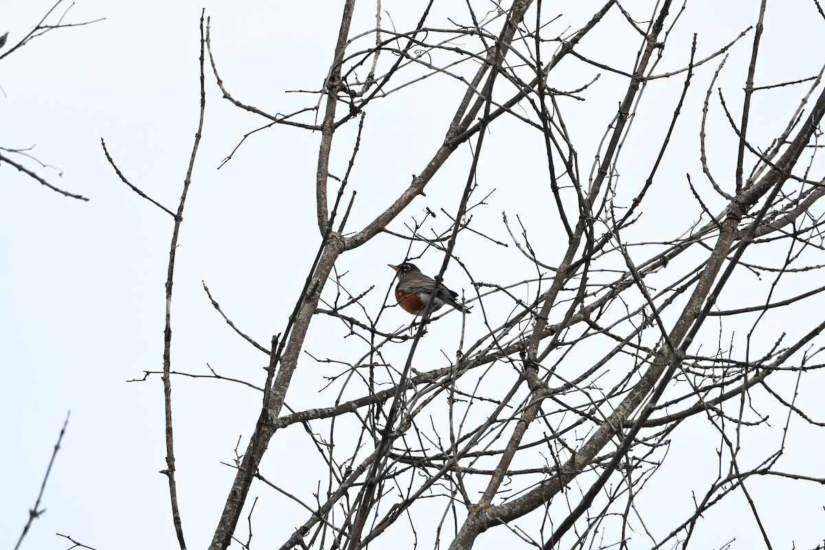 コマツグミ - ML644898648