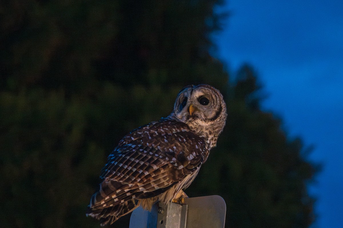 Barred Owl - ML644898674