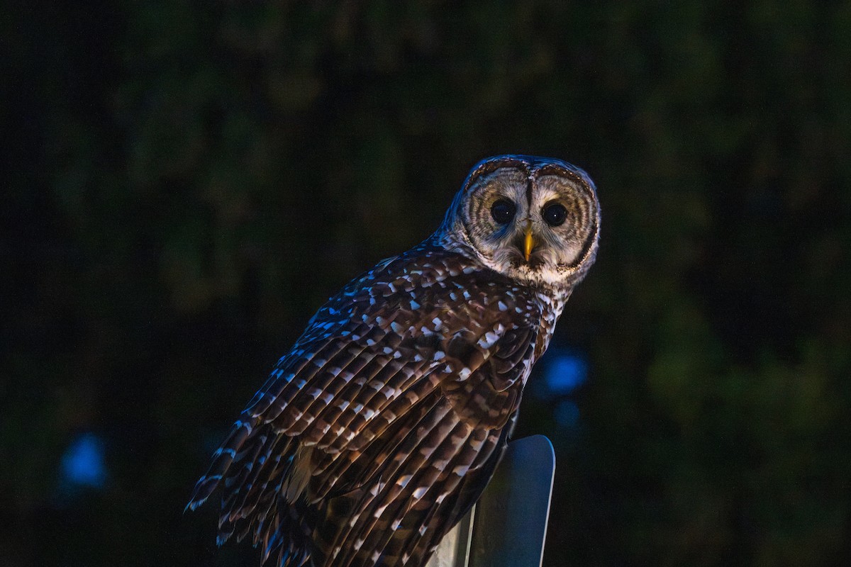 Barred Owl - ML644898675
