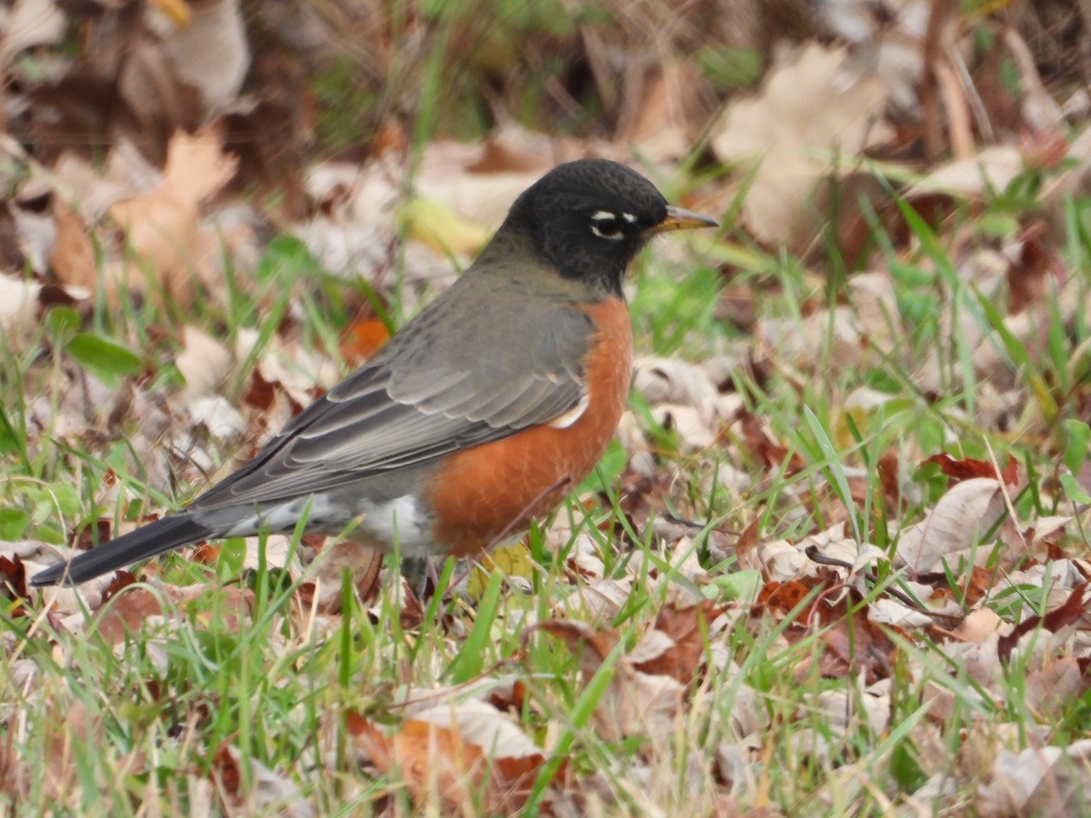 コマツグミ - ML644898677