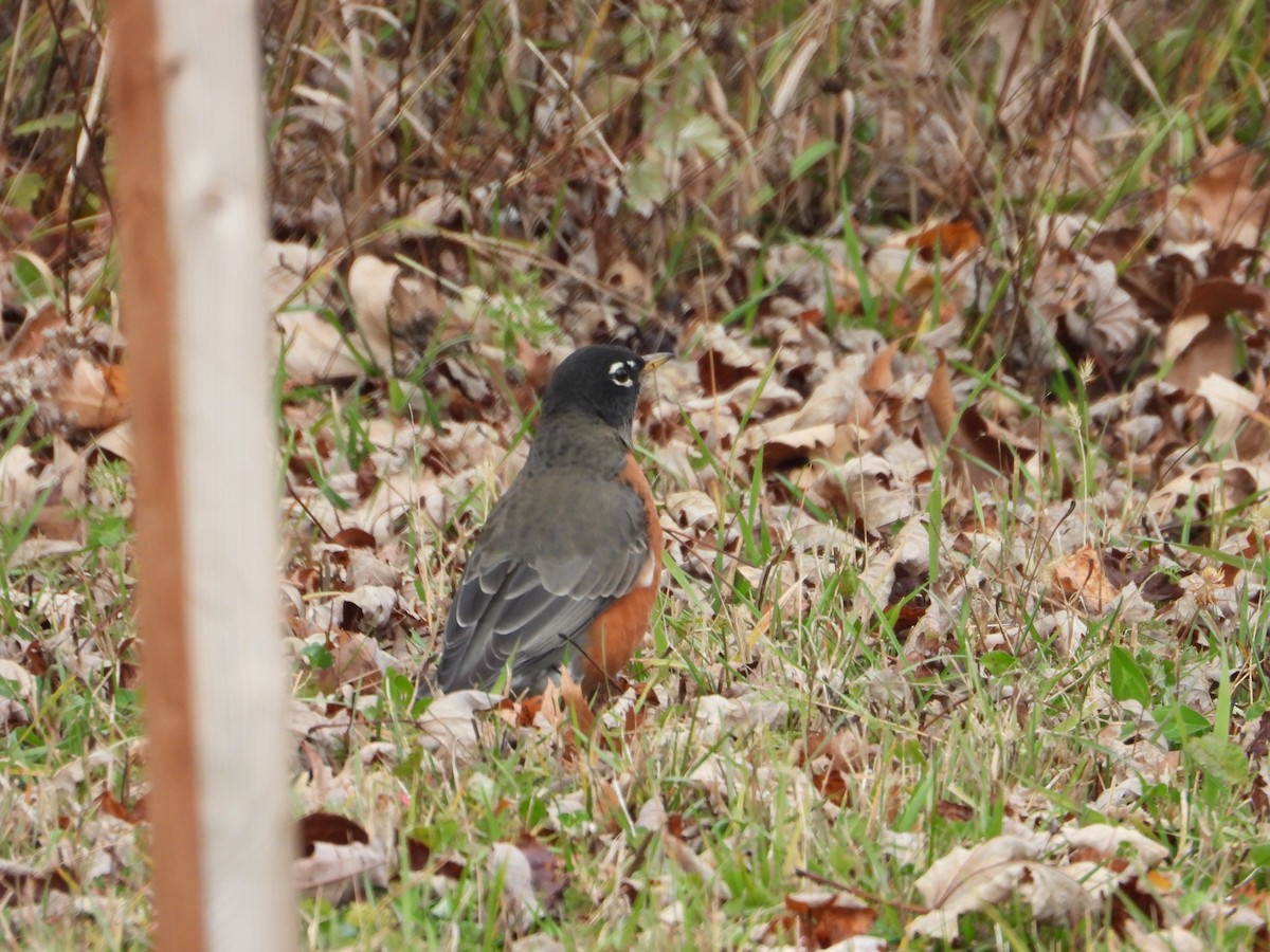 コマツグミ - ML644898678