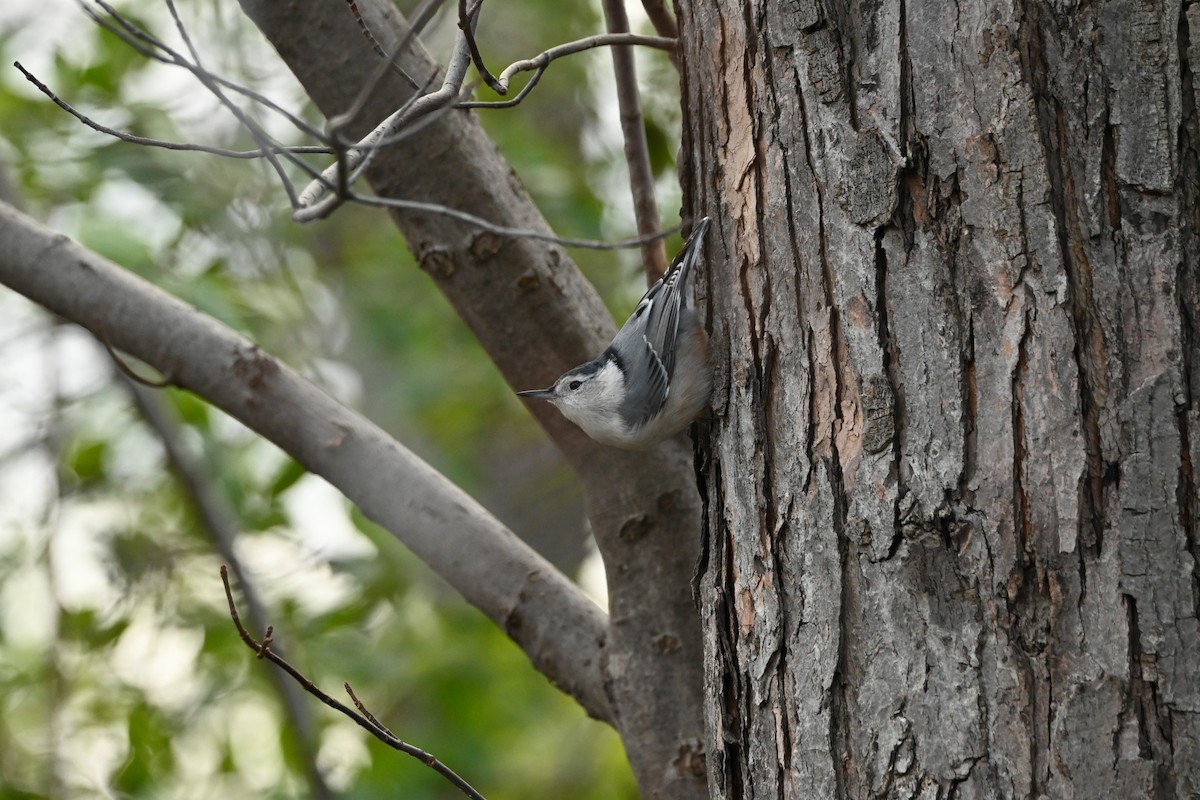 Weißbrustkleiber - ML644898688