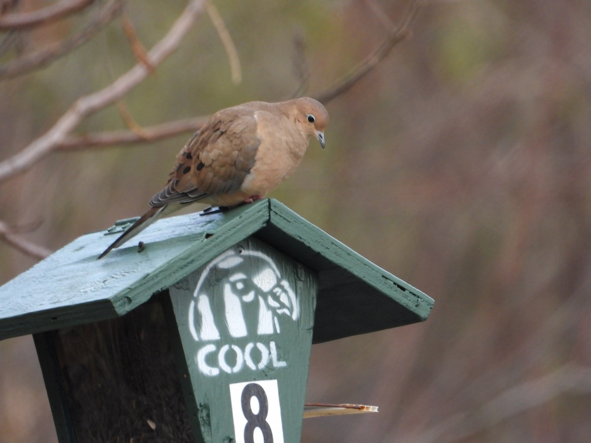 hrdlička karolínská - ML644898712