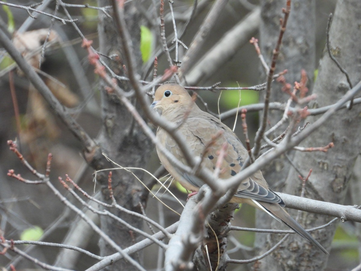 hrdlička karolínská - ML644898713