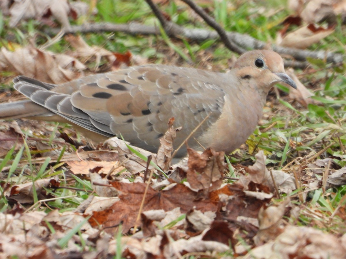 hrdlička karolínská - ML644898714