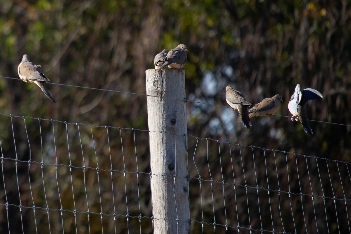 hrdlička karolínská - ML644898724