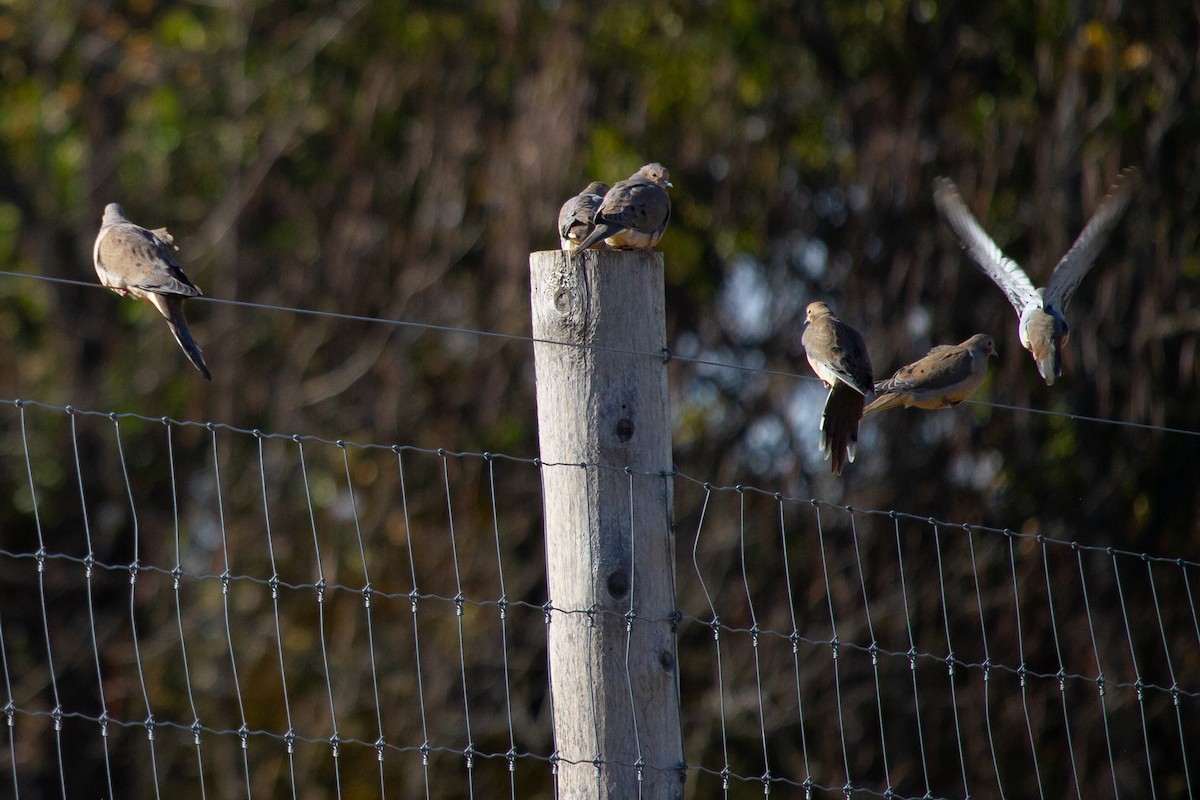 hrdlička karolínská - ML644898725