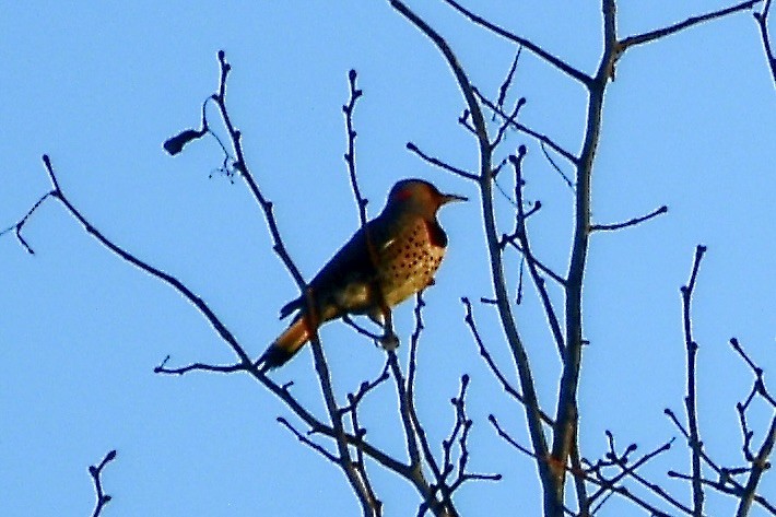 Altın Ağaçkakan - ML644898735