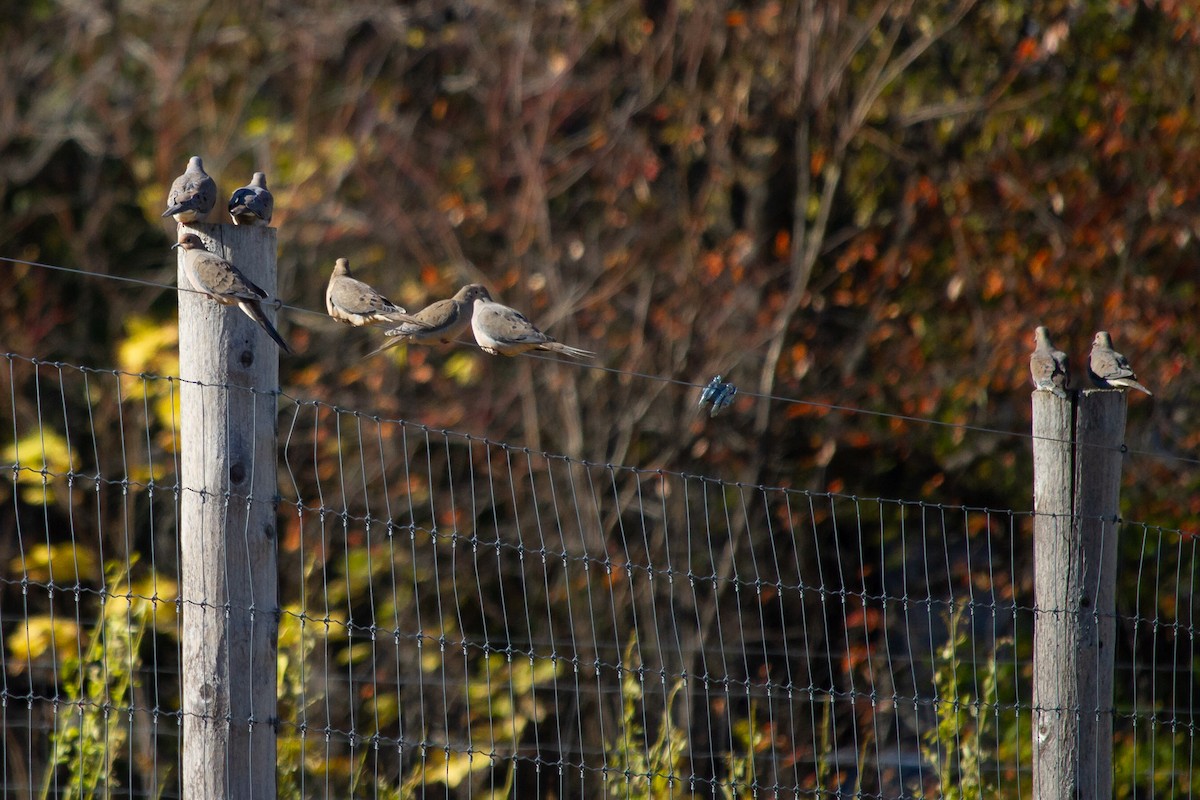 hrdlička karolínská - ML644898736