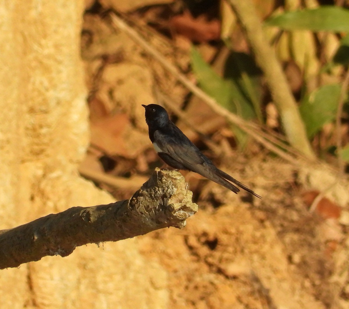 White-banded Swallow - ML644898755