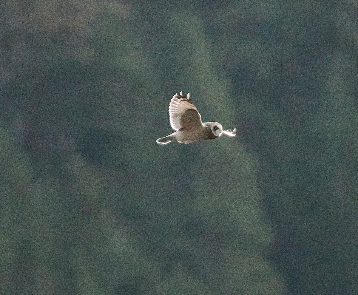 Short-eared Owl - ML644898773