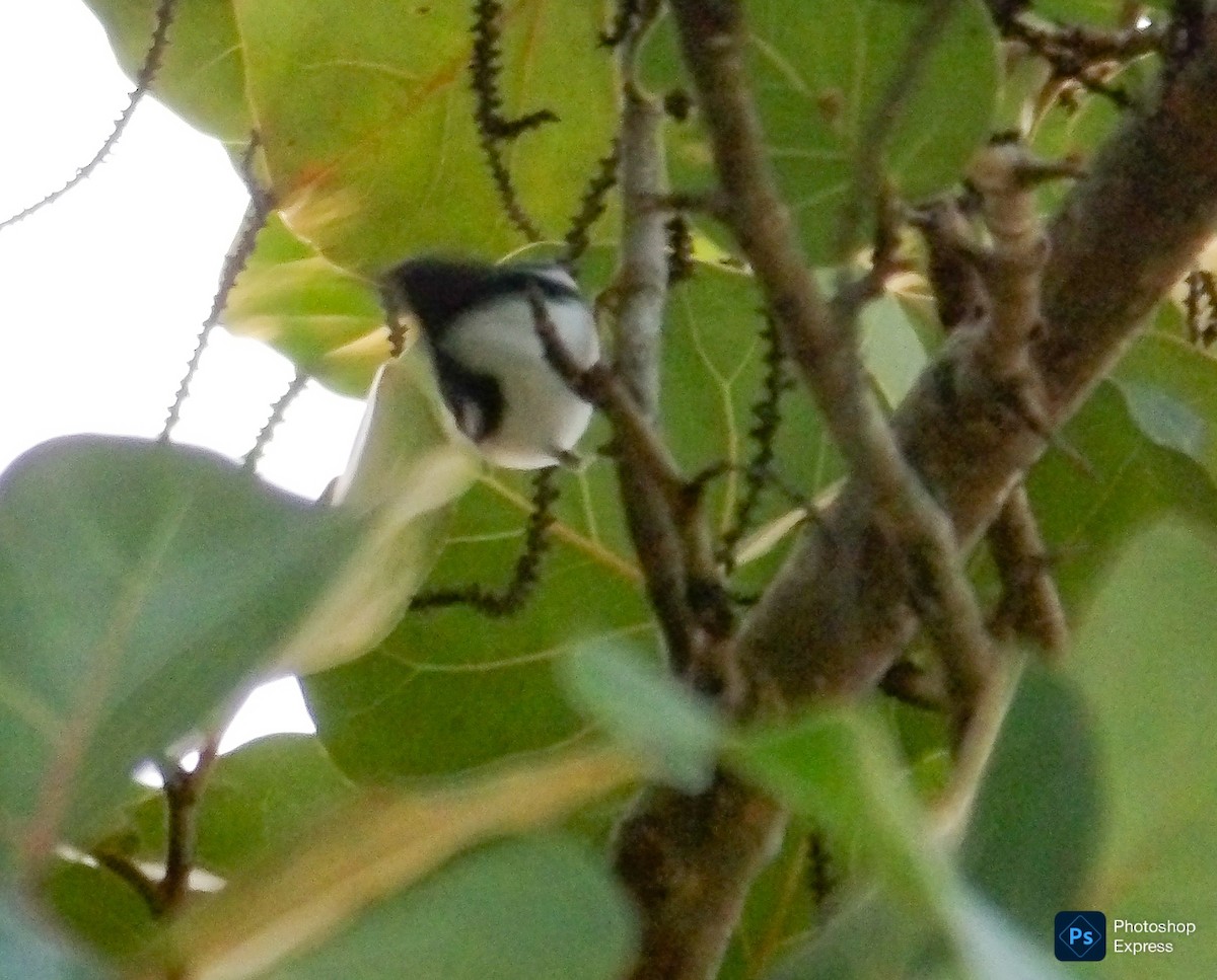 Mavi Sırtlı Ötleğen - ML644898781