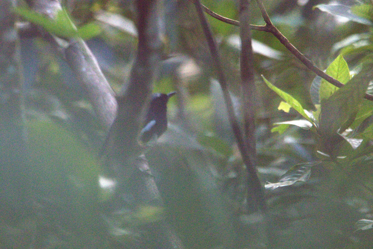Philippine Magpie-Robin - ML644898817