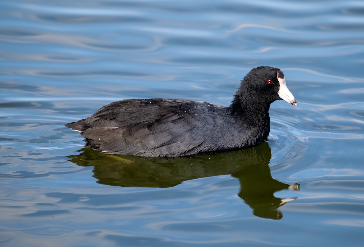 אגמית אמריקנית - ML644898818