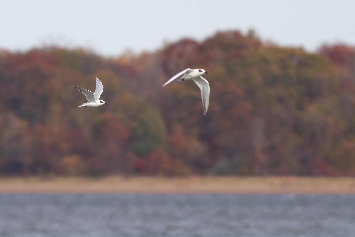 メリケンアジサシ - ML644898819