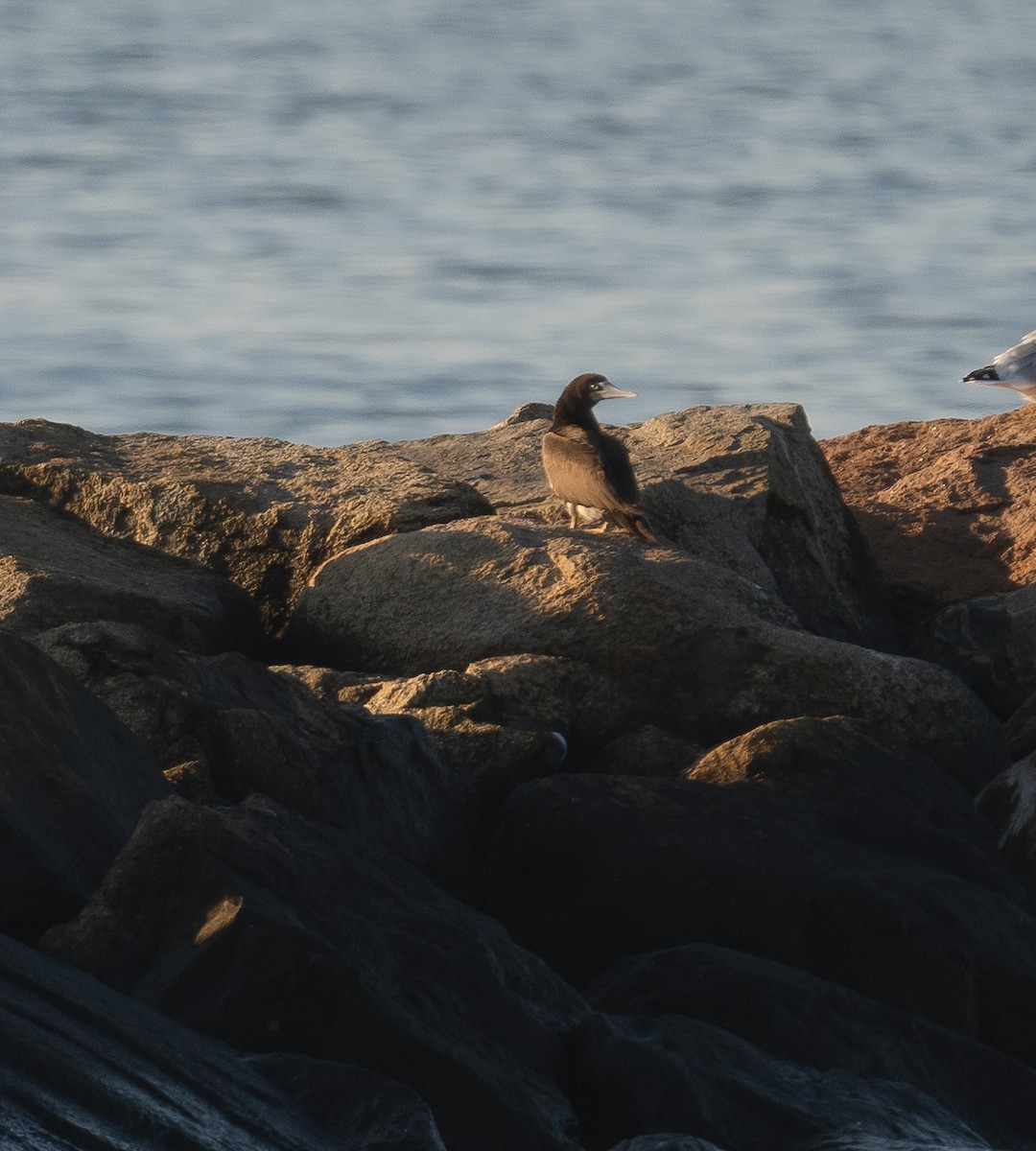 terej žlutonohý - ML644898822