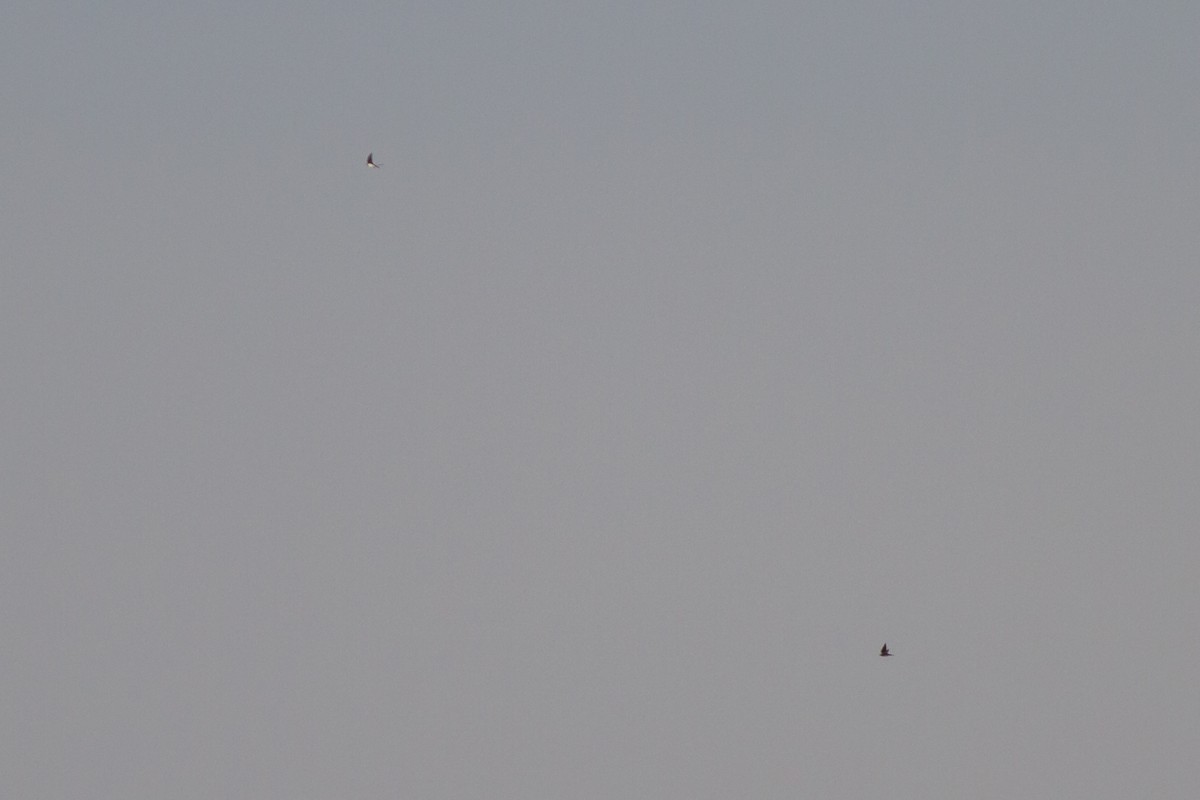 ミドリツバメ - ML644898825