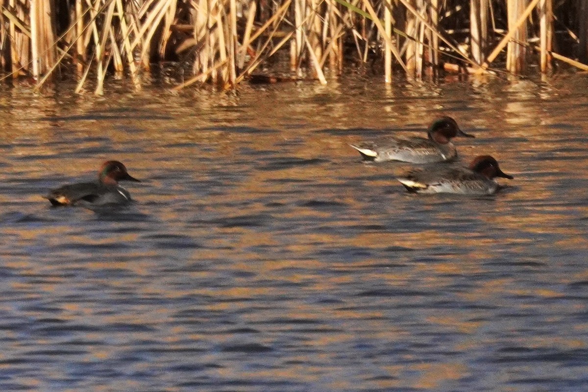 Sarcelle d'hiver - ML644898830