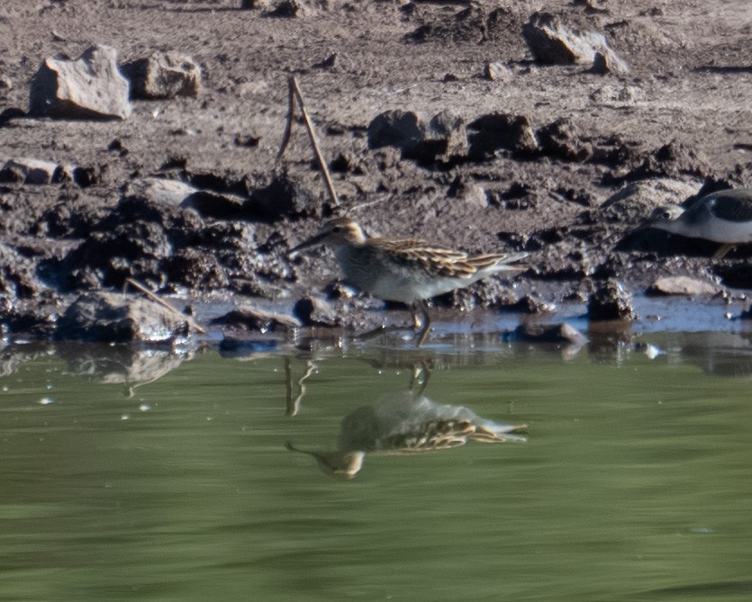 jespák skvrnitý - ML644898831