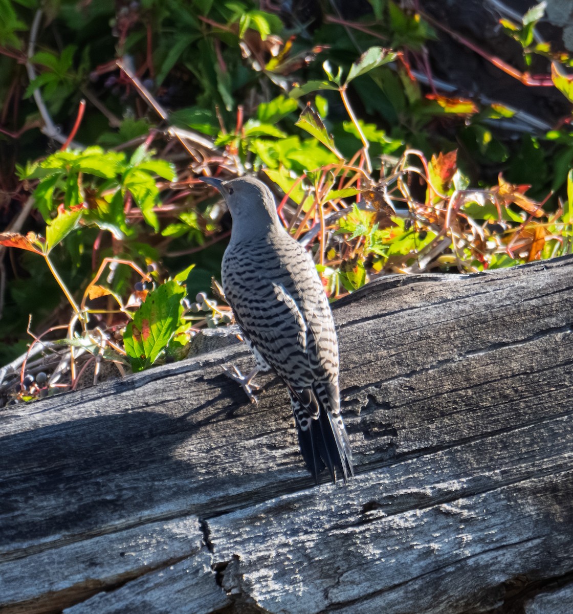 Altın Ağaçkakan - ML644898843