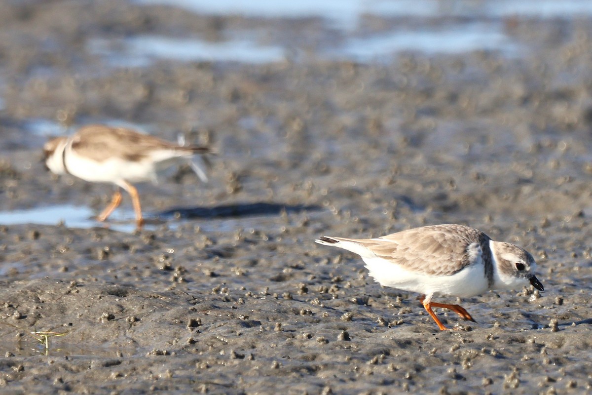 Flötenregenpfeifer - ML644898844