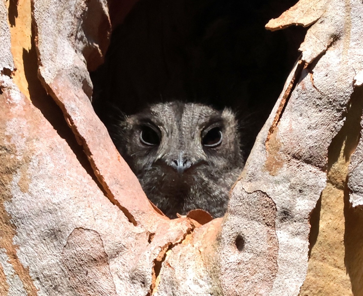 Australian Owlet-nightjar - ML644898865