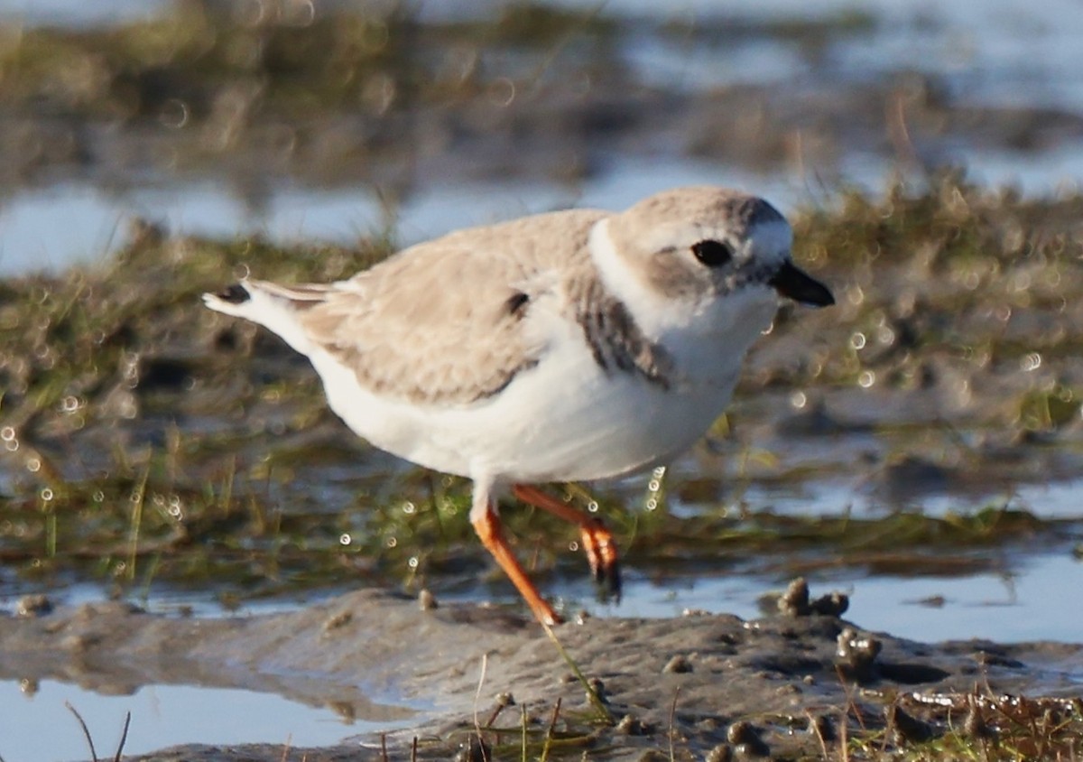 Flötenregenpfeifer - ML644898872