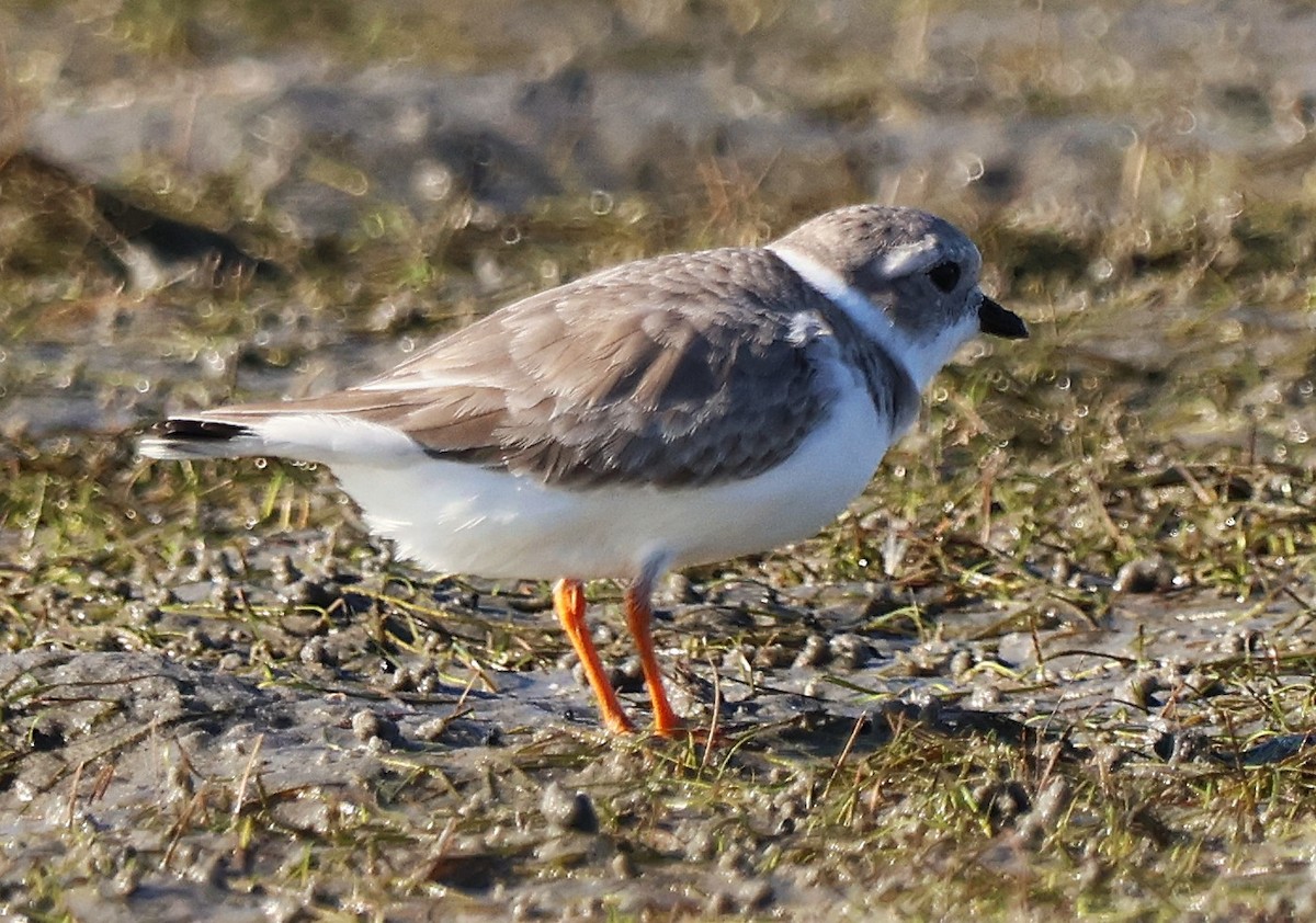 Flötenregenpfeifer - ML644898876