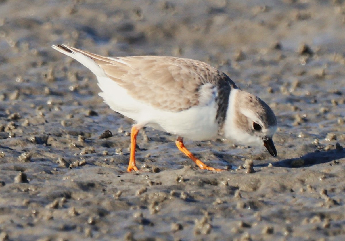 Flötenregenpfeifer - ML644898879