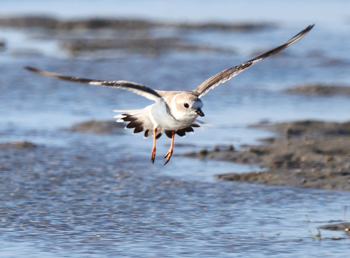 Flötenregenpfeifer - ML644898884