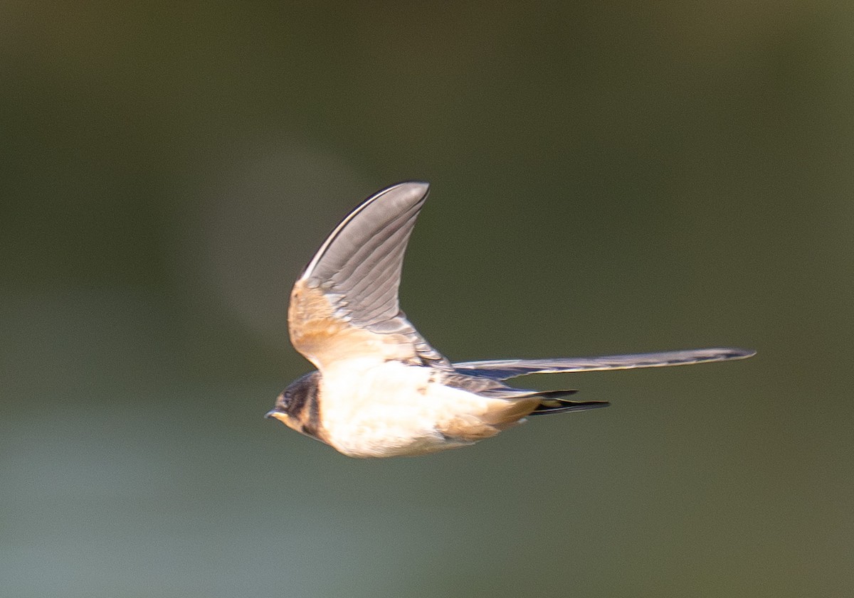 Ластівка сільська - ML644898885