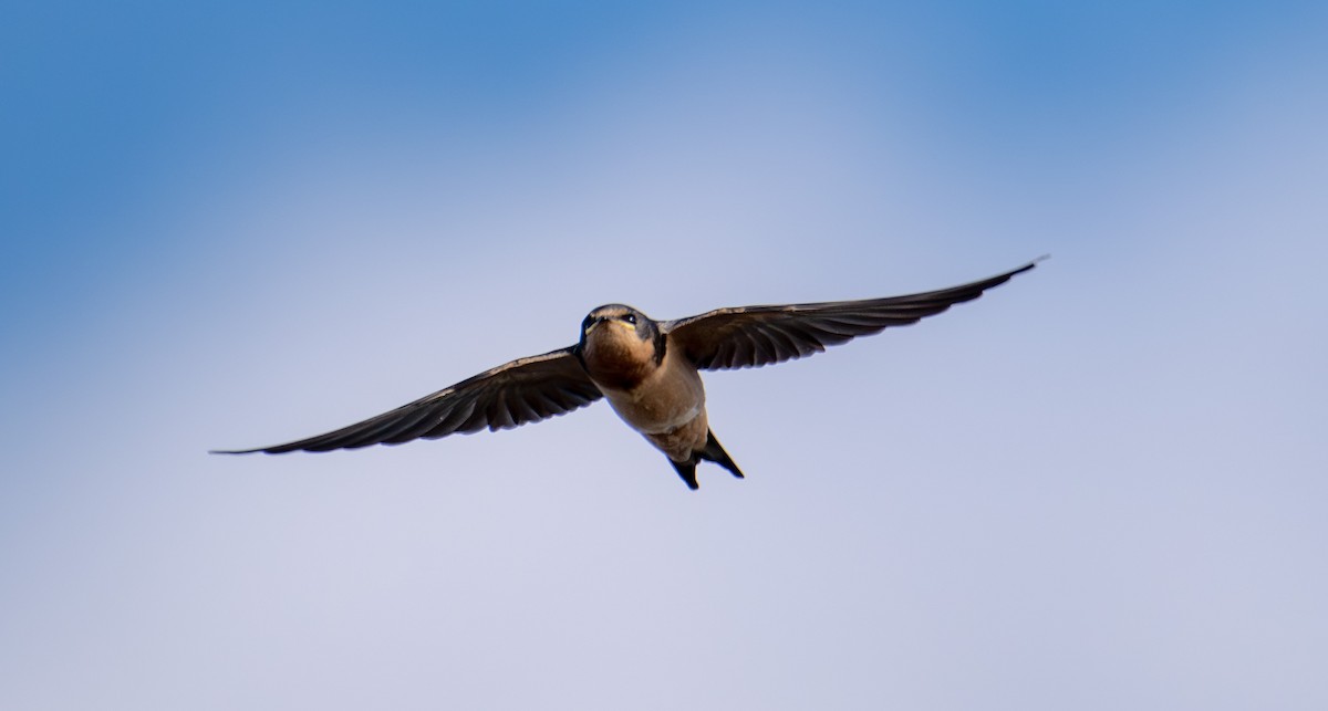 Ластівка сільська - ML644898886