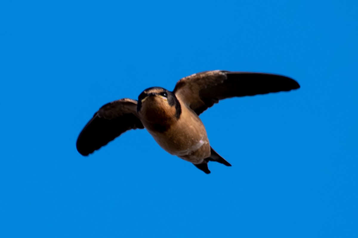 Ластівка сільська - ML644898887