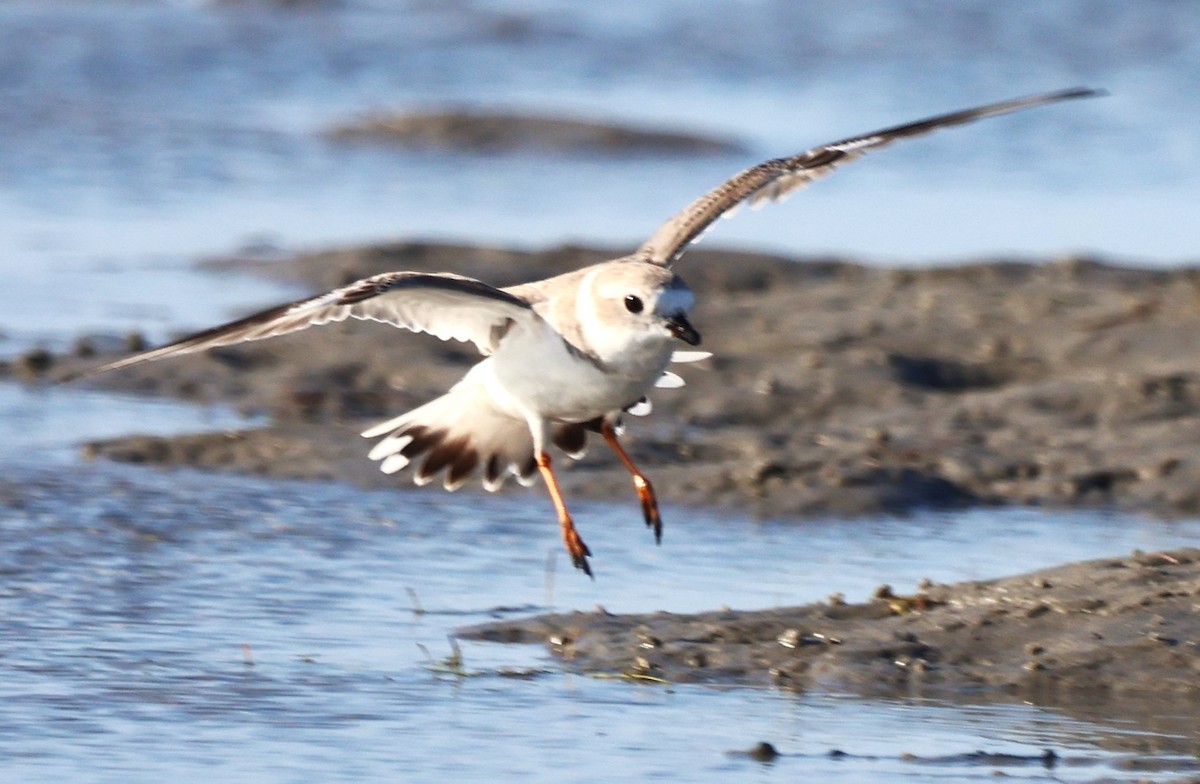 Flötenregenpfeifer - ML644898893