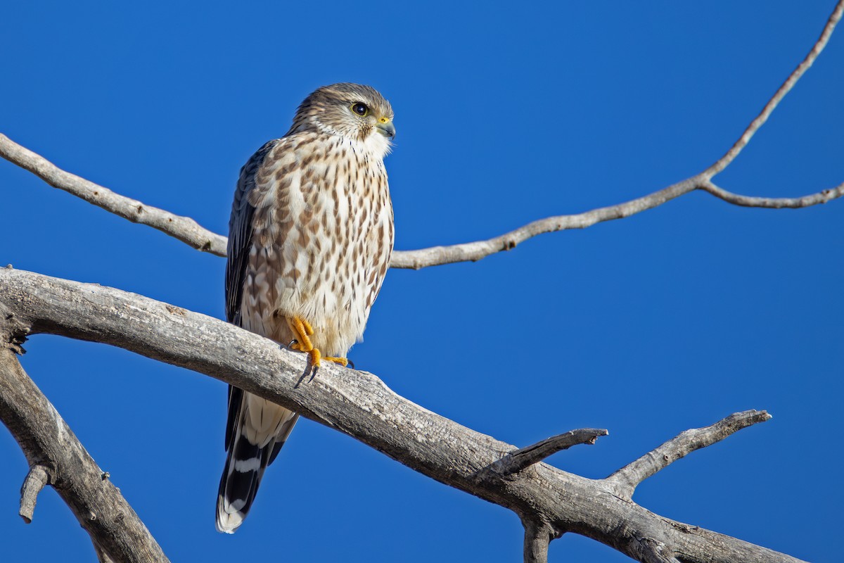 dřemlík tundrový - ML644898897