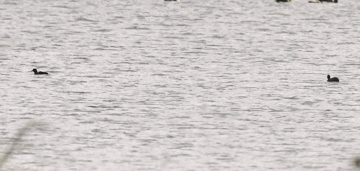 אגמית אמריקנית - ML644898912