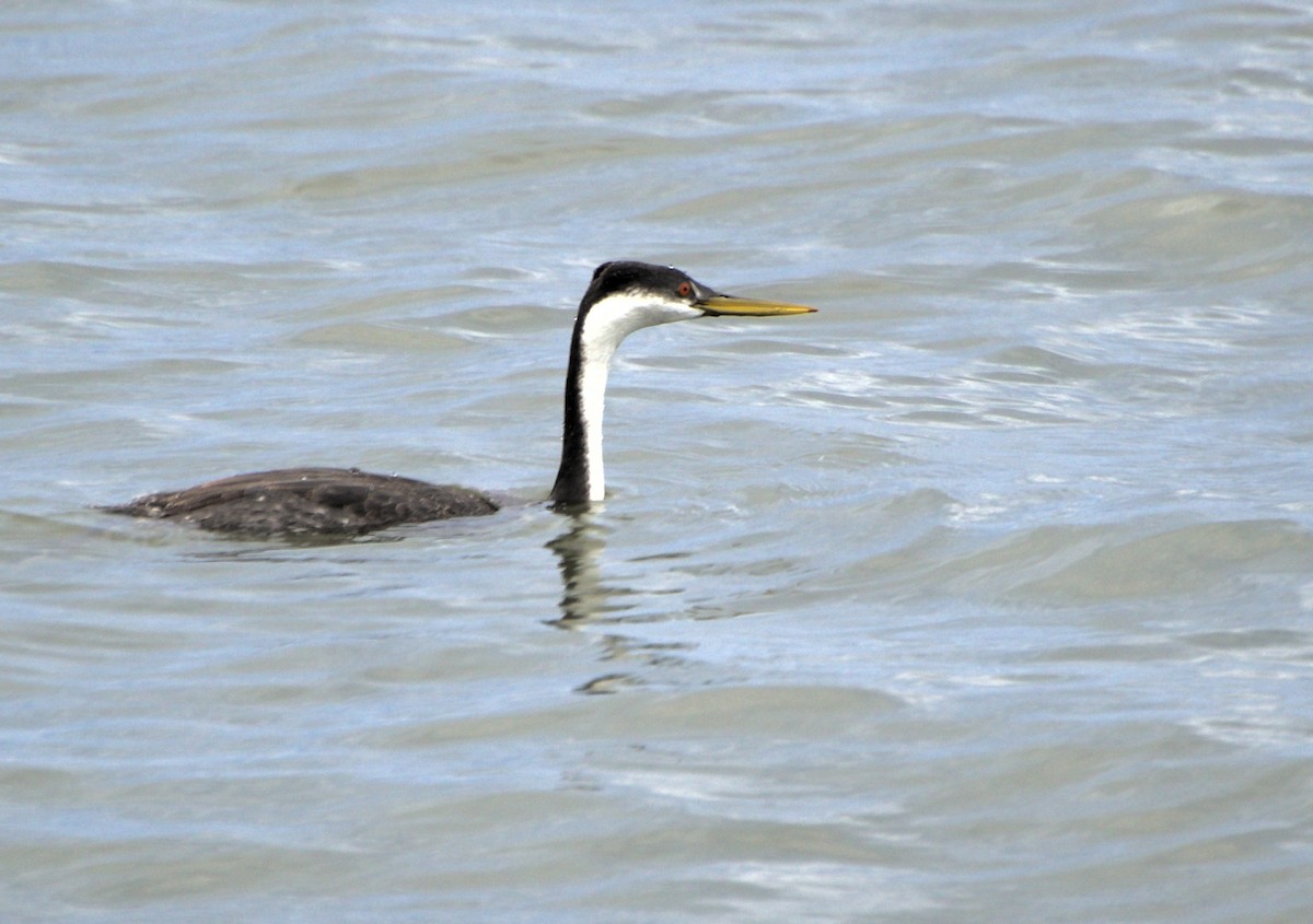Western Grebe - ML644898930