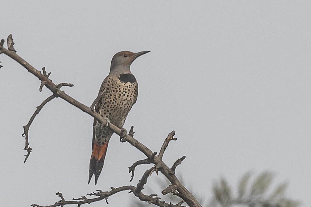 Altın Ağaçkakan - ML644898957