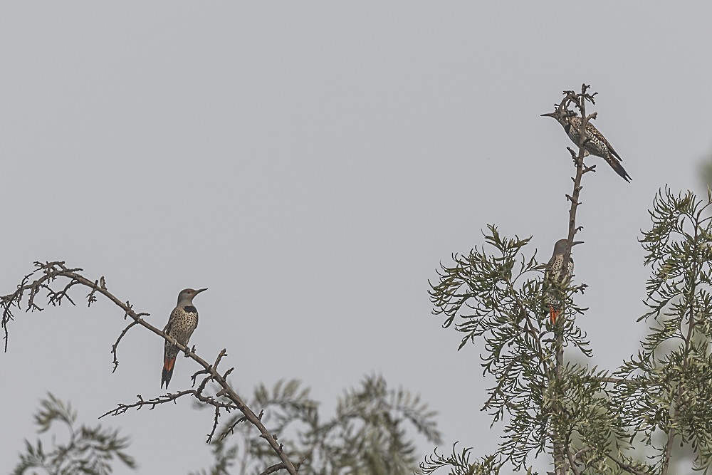 Altın Ağaçkakan - ML644898958