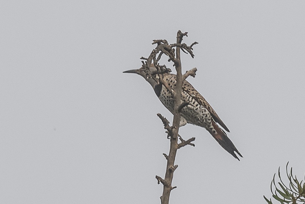 Altın Ağaçkakan - ML644898959