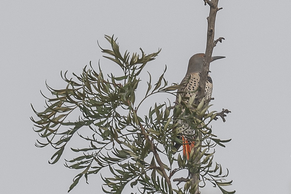 Altın Ağaçkakan - ML644898960