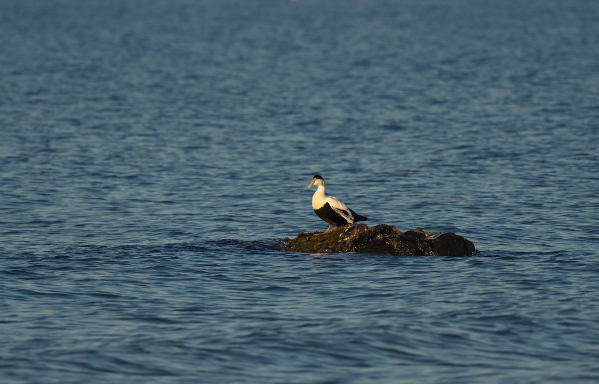 kajka mořská - ML644898964