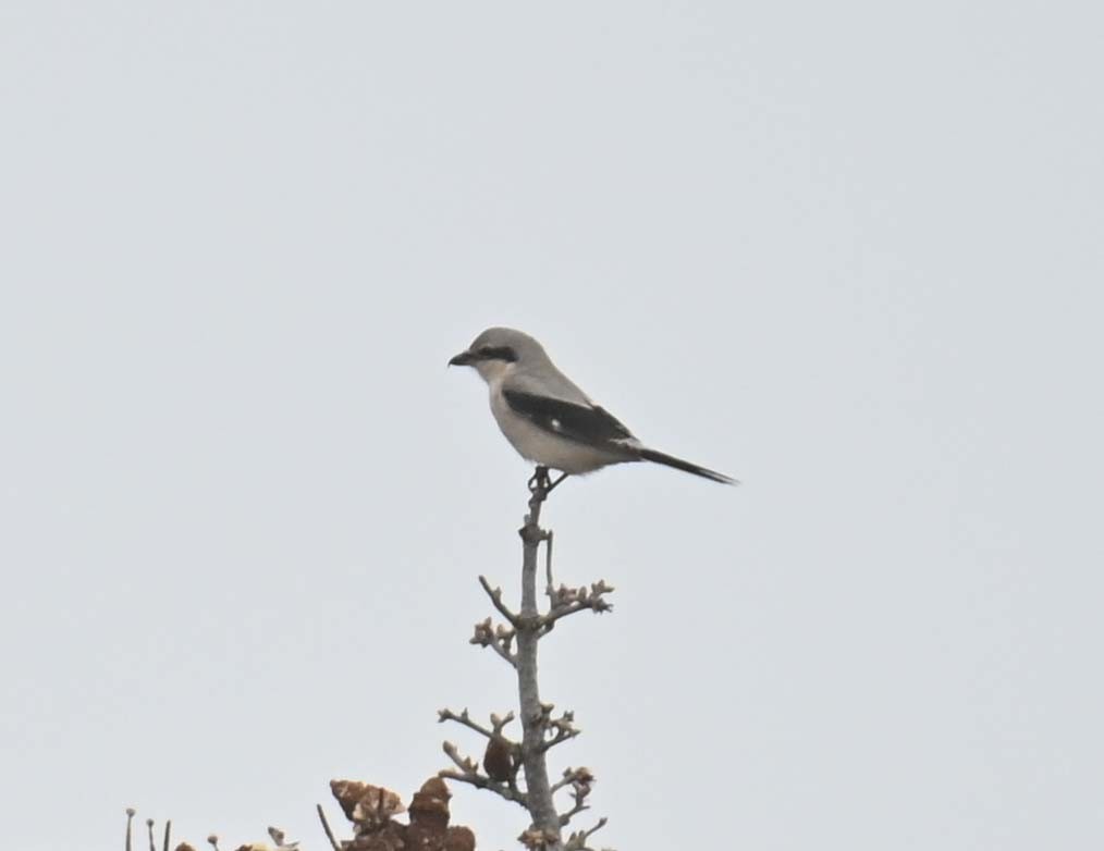 ťuhýk severní - ML644898988