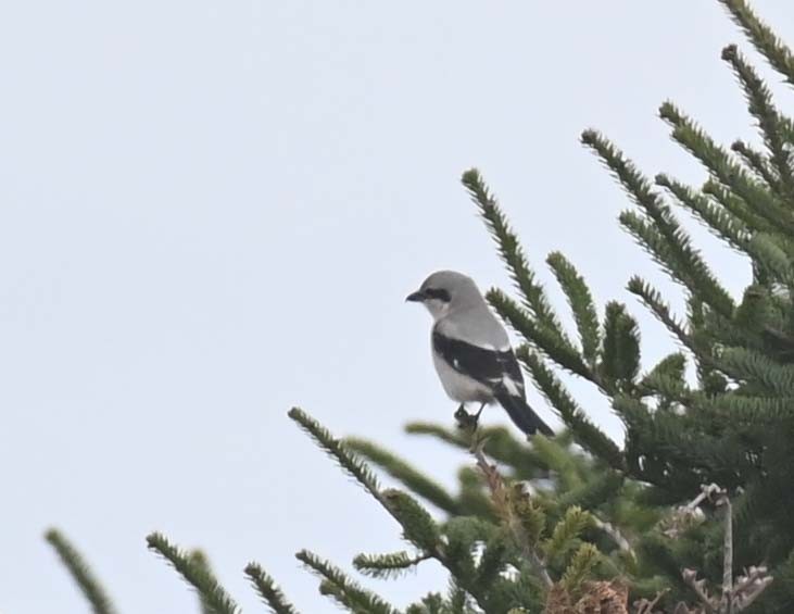 ťuhýk severní - ML644898989